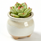 Handcrafted Glazed Ceramic Plant Pot