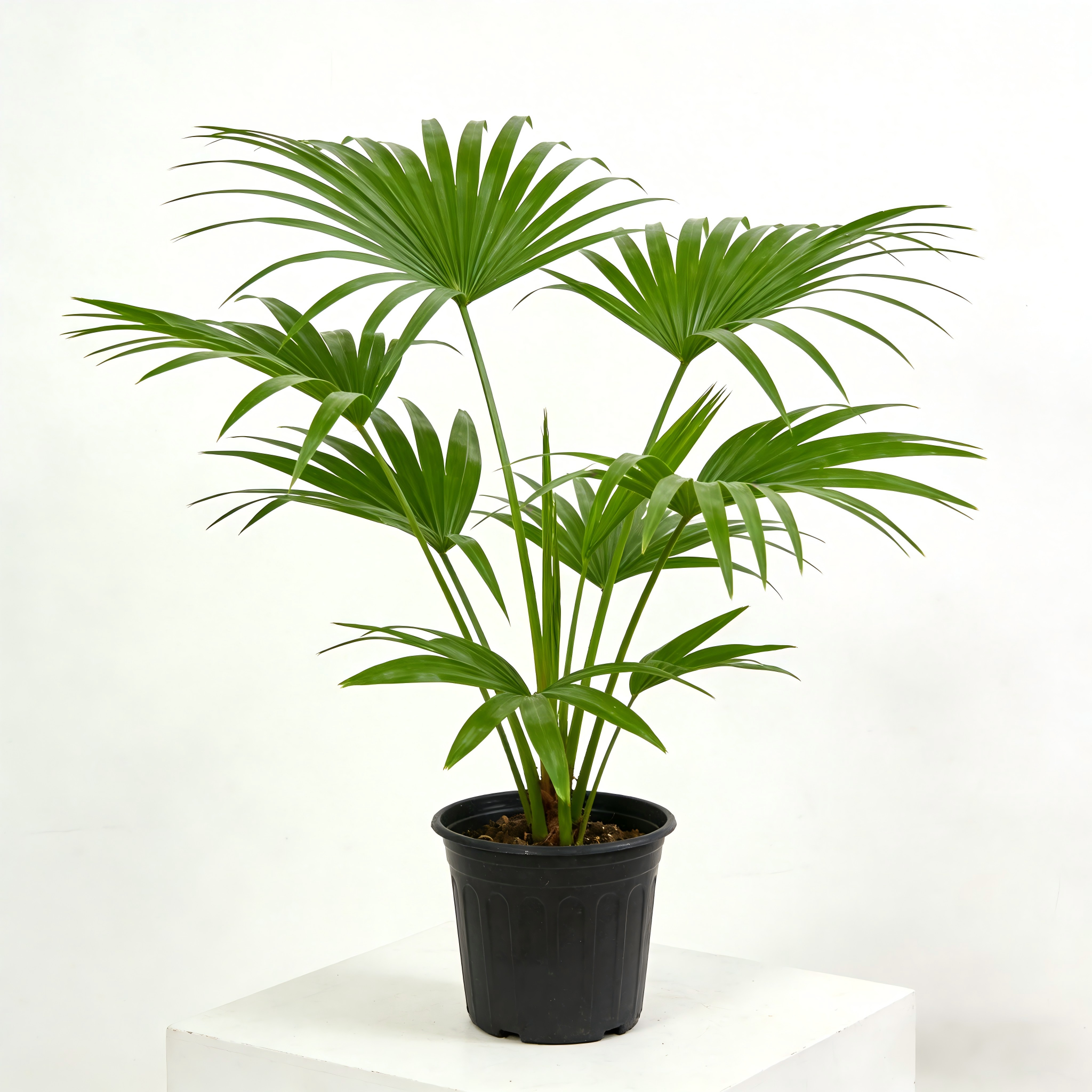 Tropical Fan Palm for Home & Office