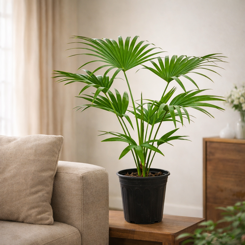 Tropical Fan Palm for Home & Office