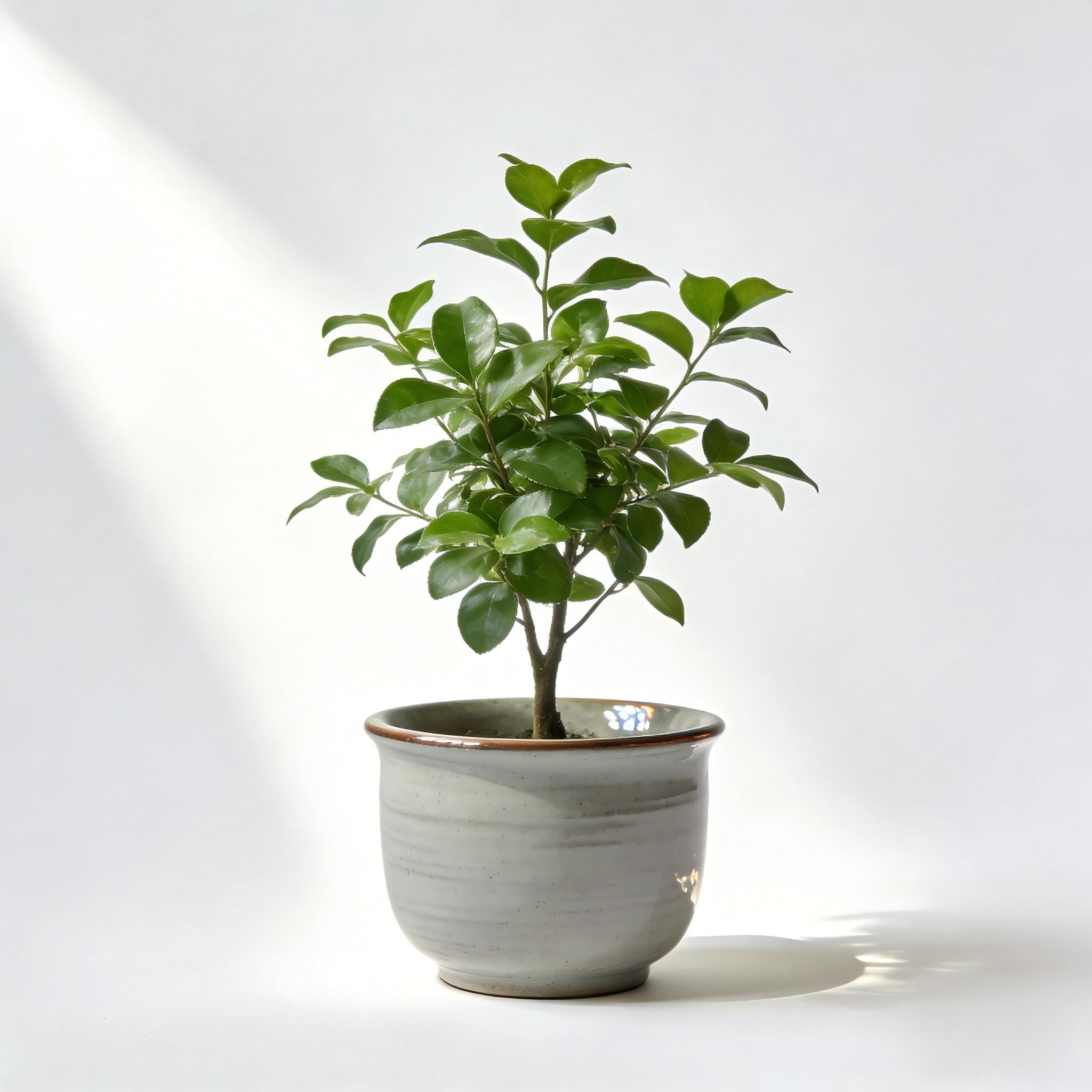 Modern Tabletop Greenery Accent