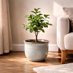 Modern Tabletop Greenery Accent