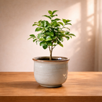 Modern Tabletop Greenery Accent