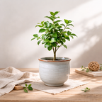 Modern Tabletop Greenery Accent