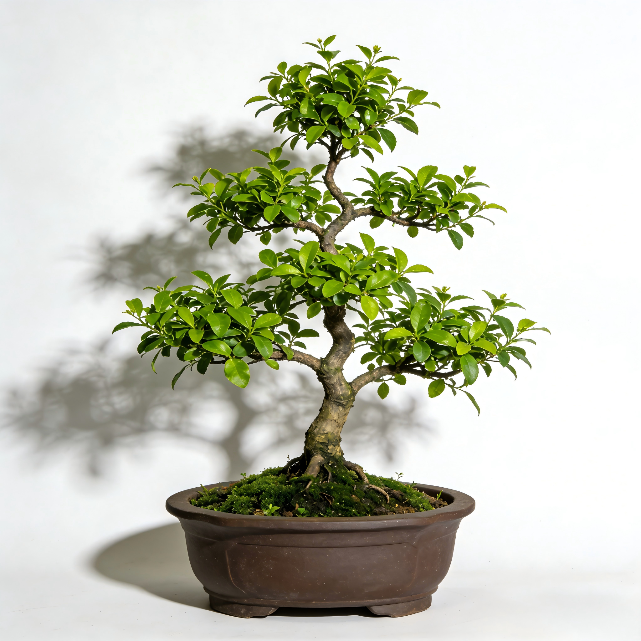 Decorative Live Bonsai Plant