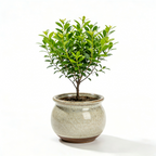 Decorative Tabletop Bonsai Tree
