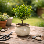 Decorative Tabletop Bonsai Tree