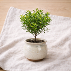 Decorative Tabletop Bonsai Tree