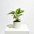 Contemporary Tabletop Houseplant