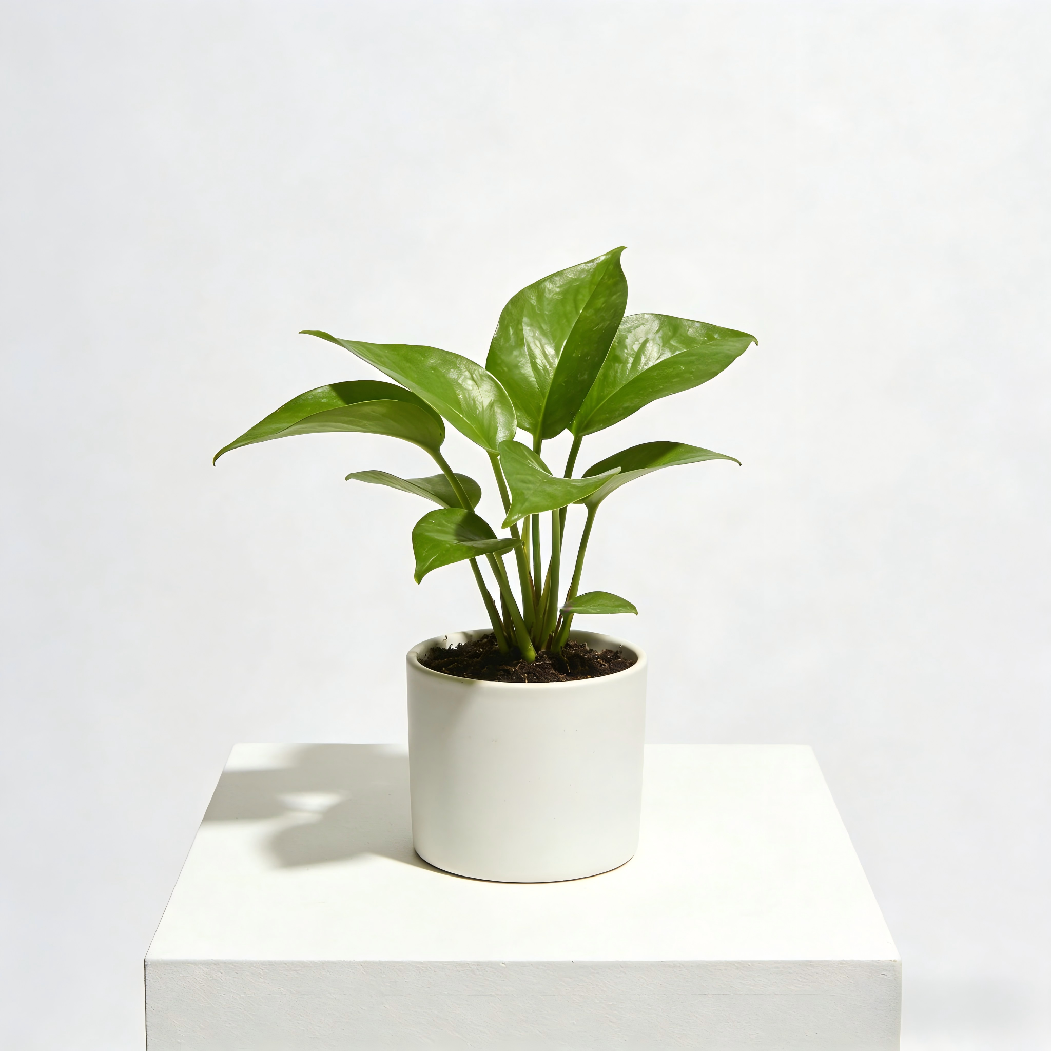 Contemporary Tabletop Houseplant