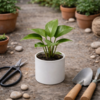 Contemporary Tabletop Houseplant