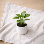 Contemporary Tabletop Houseplant