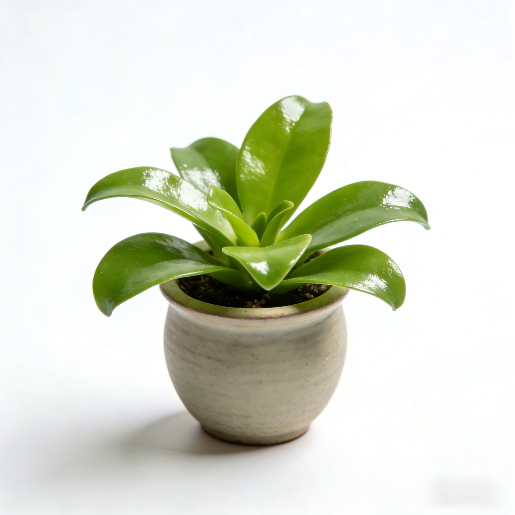Minimal Decorative Plant for Home & Office