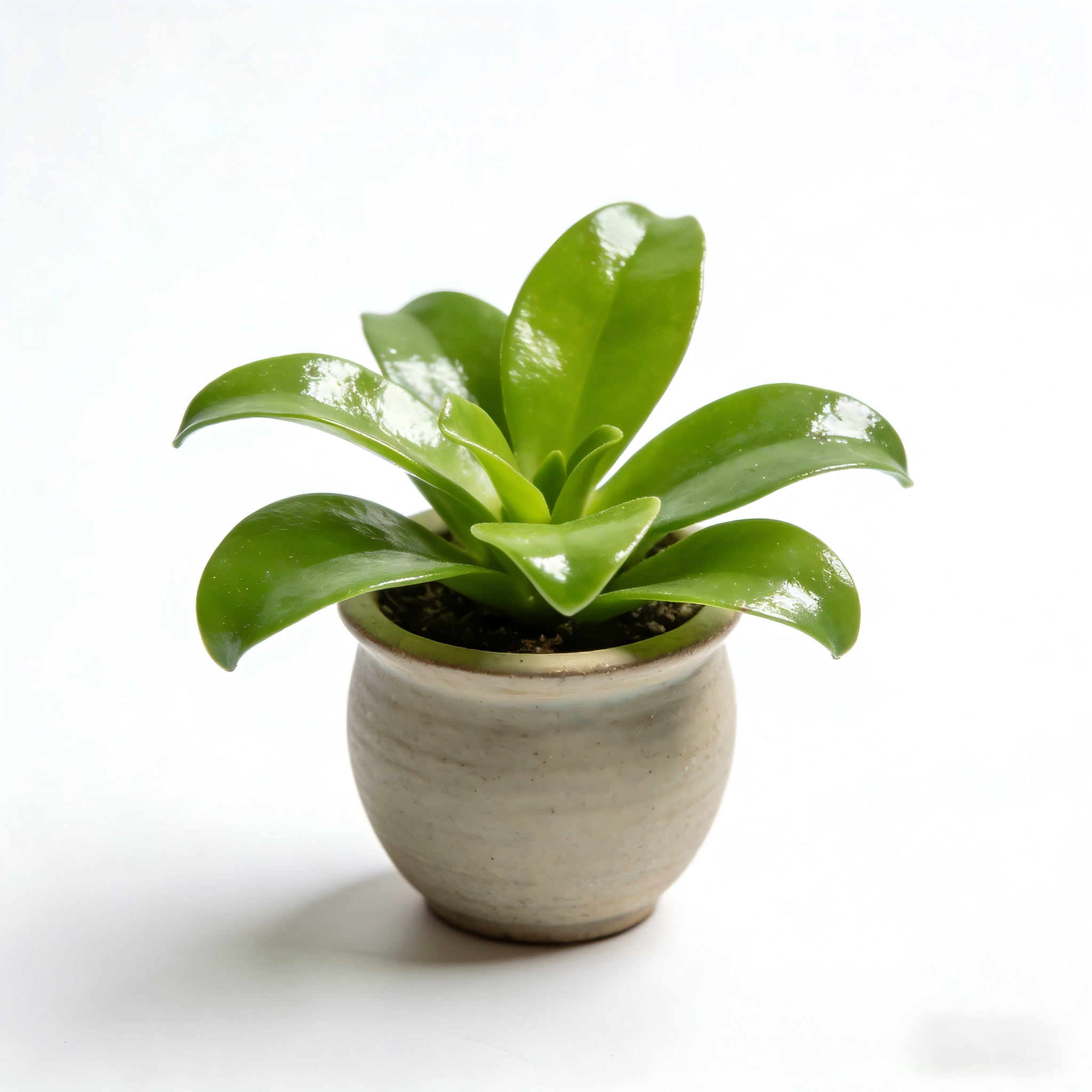 Minimal Decorative Plant for Home & Office