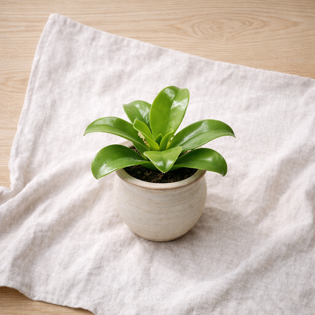 Minimal Decorative Plant for Home & Office
