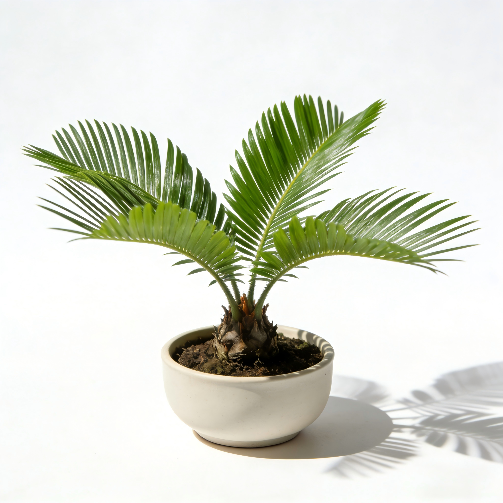 Mini Sago Palm (Cycas) in Modern Ceramic Planter