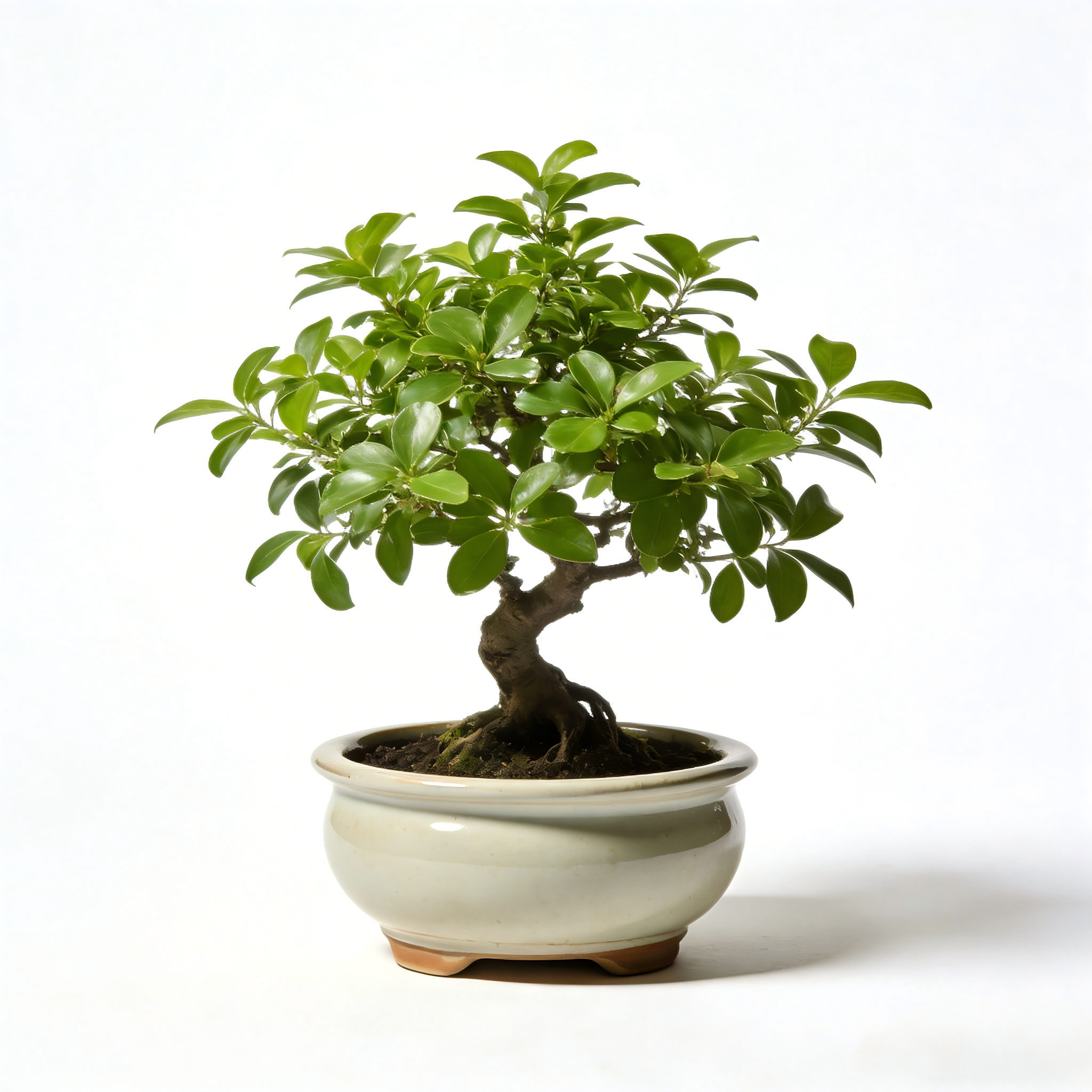 Indoor Decorative Bonsai Tree