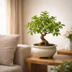 Indoor Decorative Bonsai Tree