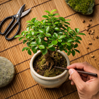 Indoor Decorative Bonsai Tree